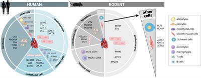 Cellular Heterogeneity of the Heart